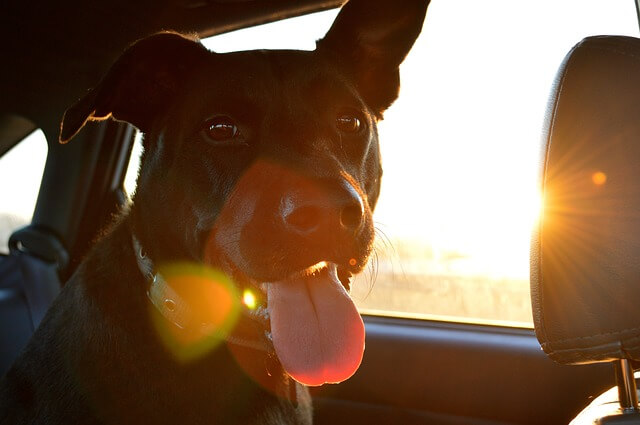 Dog car outlet security